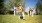 Puppies playing in a yard with a ball