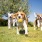 Puppies playing in a yard with a ball